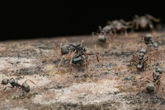 Dolichoderus thoracicus
