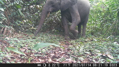 Loxodonta cyclotis