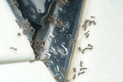 Dolichoderus thoracicus