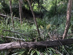 Lomandra hystrix