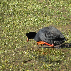 Fulica gigantea
