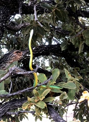 Leptophis diplotropis