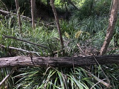 Lomandra hystrix