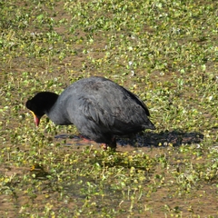 Fulica gigantea