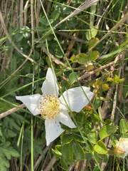 Rosa lucieae