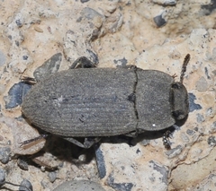 Gonocephalum rusticum