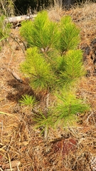 Pinus radiata
