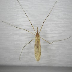 Platytipula