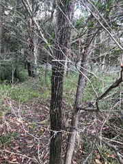 Melaleuca bracteata
