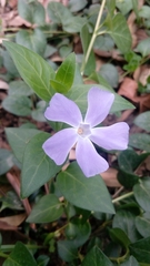 Vinca major