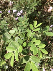 Senna pendula glabrata