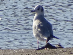 Chroicocephalus philadelphia