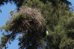 Myiopsitta monachus