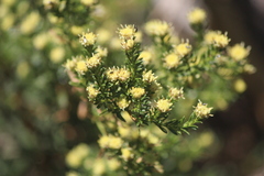 Baccharis pteronioides