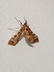 Leucinodes cordalis