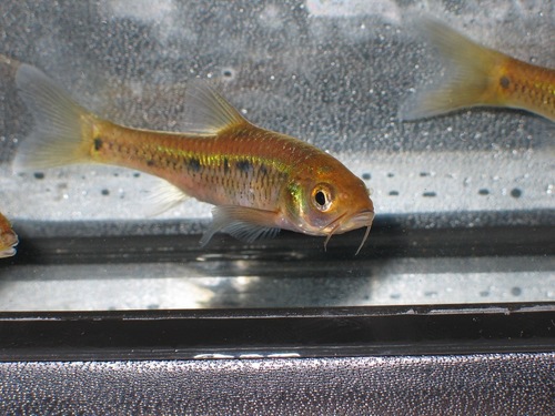 Neumayer's barb (Enteromius neumayeri) — Cyprinidae — 3