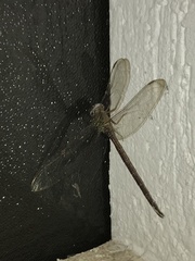 Gynacantha
