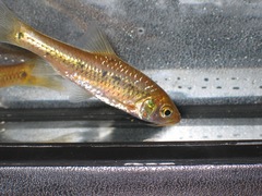 Enteromius neumayeri