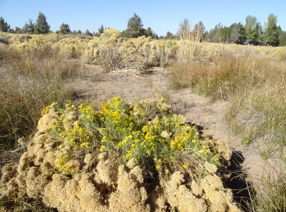 Yellow Rabbitbrush from USA, OR, Tumalo on October 19, 2022 at 0215 PM