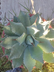 Agave potatorum