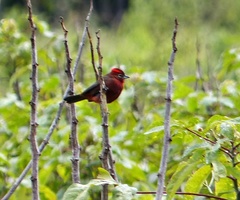Coryphospingus cucullatus