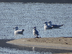 Chroicocephalus philadelphia