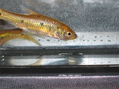 Enteromius neumayeri