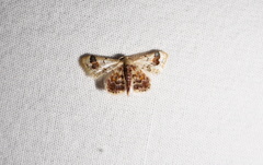 Idaea asceta