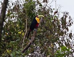 Ramphastos dicolorus