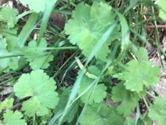 Geranium rotundifolium