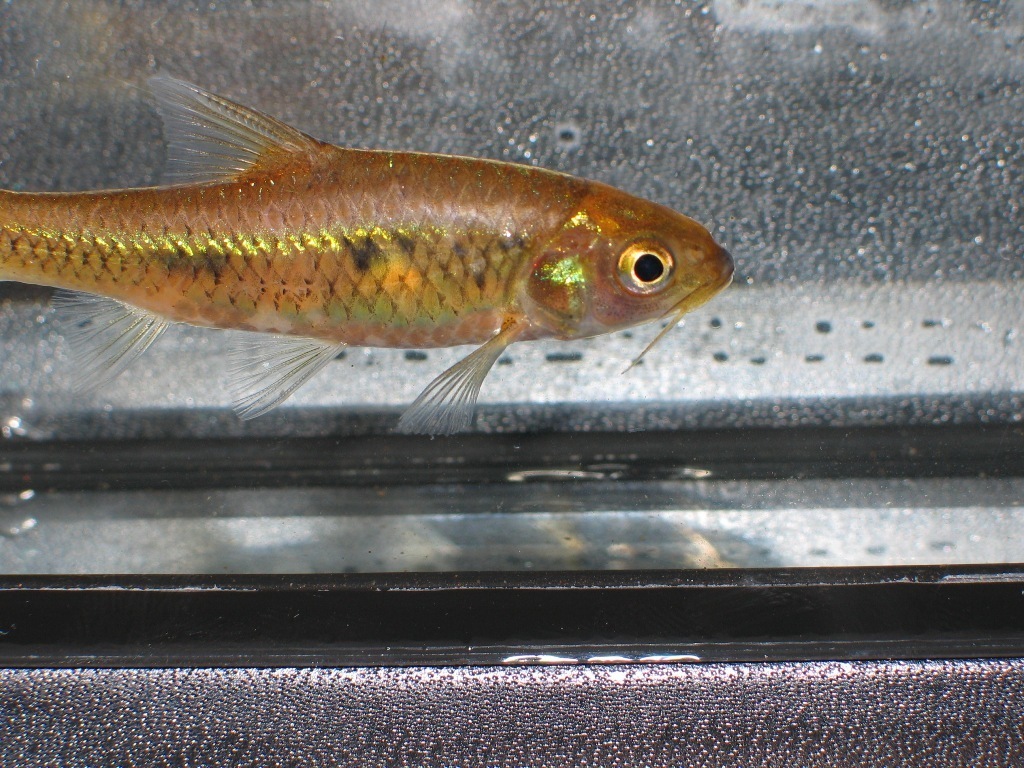 Neumayer's Barb