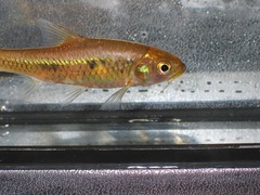 Enteromius neumayeri