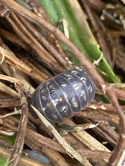 Armadillidium vulgare
