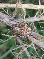 Backobourkia brouni