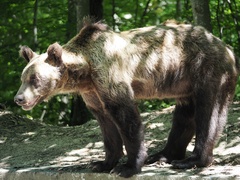 Ursus arctos arctos