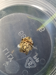 Backobourkia brouni