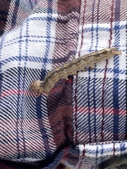 Armadillidium vulgare