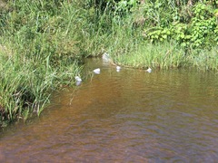 Enteromius neumayeri