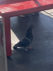 Armadillidium vulgare