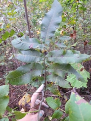 Carya aquatica