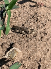 Oedipodinae
