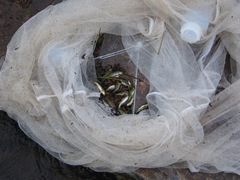 Enteromius neumayeri