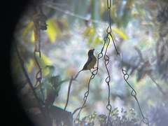 Euphonia xanthogaster