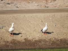 Oressochen melanopterus