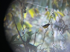 Euphonia xanthogaster