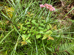 Spiraea formosana
