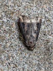 Agrotis