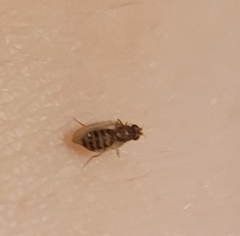 Drosophila busckii