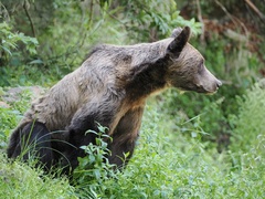 Ursus arctos arctos
