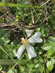 Rosa lucieae